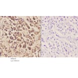 Anti-MEK-6 (Q3) Antibody from Bioworld Technology (BS2013) - Antibodies.com