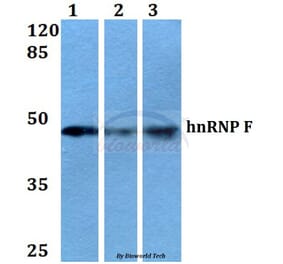Anti-hnRNP F (Y47) Antibody from Bioworld Technology (BS2014) - Antibodies.com