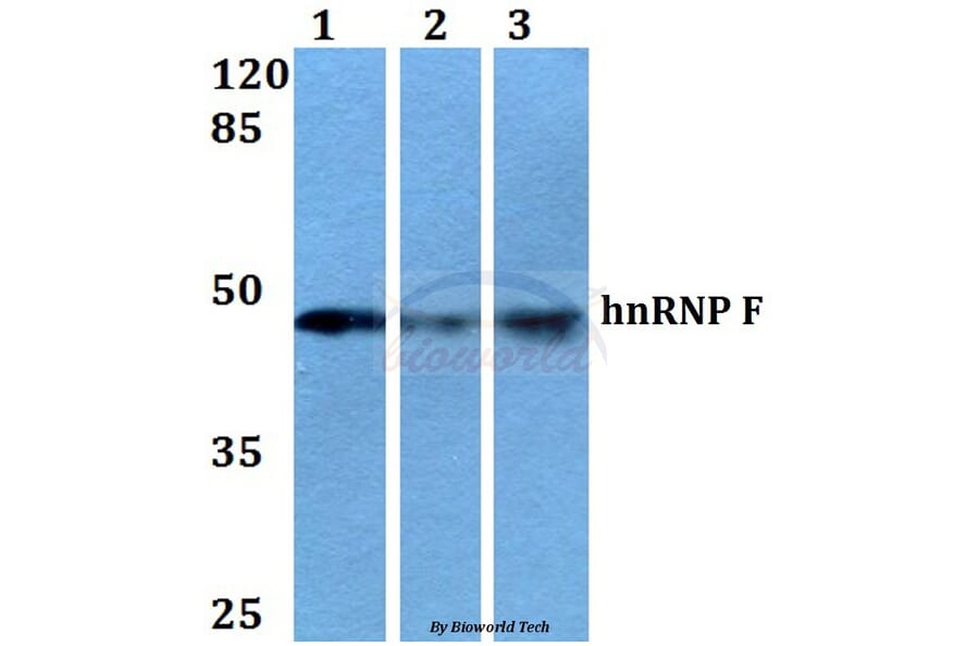 Anti-hnRNP F (Y47) Antibody from Bioworld Technology (BS2014) - Antibodies.com