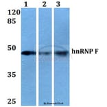 Anti-hnRNP F (Y47) Antibody from Bioworld Technology (BS2014) - Antibodies.com