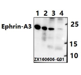 Anti-Ephrin-A3 (E196) Antibody from Bioworld Technology (BS2015) - Antibodies.com