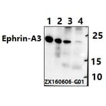 Anti-Ephrin-A3 (E196) Antibody from Bioworld Technology (BS2015) - Antibodies.com