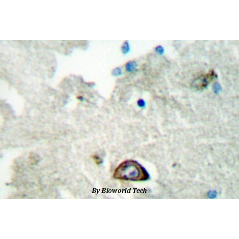 Anti-Ephrin-A3 (E196) Antibody from Bioworld Technology (BS2015) - Antibodies.com