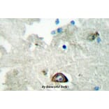 Anti-Ephrin-A3 (E196) Antibody from Bioworld Technology (BS2015) - Antibodies.com