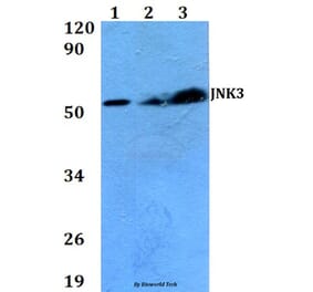 Anti-JNK3 (K391) Antibody from Bioworld Technology (BS2017) - Antibodies.com