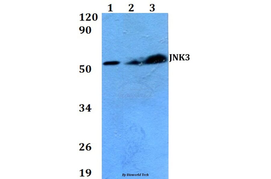 Anti-JNK3 (K391) Antibody from Bioworld Technology (BS2017) - Antibodies.com