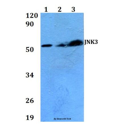 Anti-JNK3 (K391) Antibody from Bioworld Technology (BS2017) - Antibodies.com