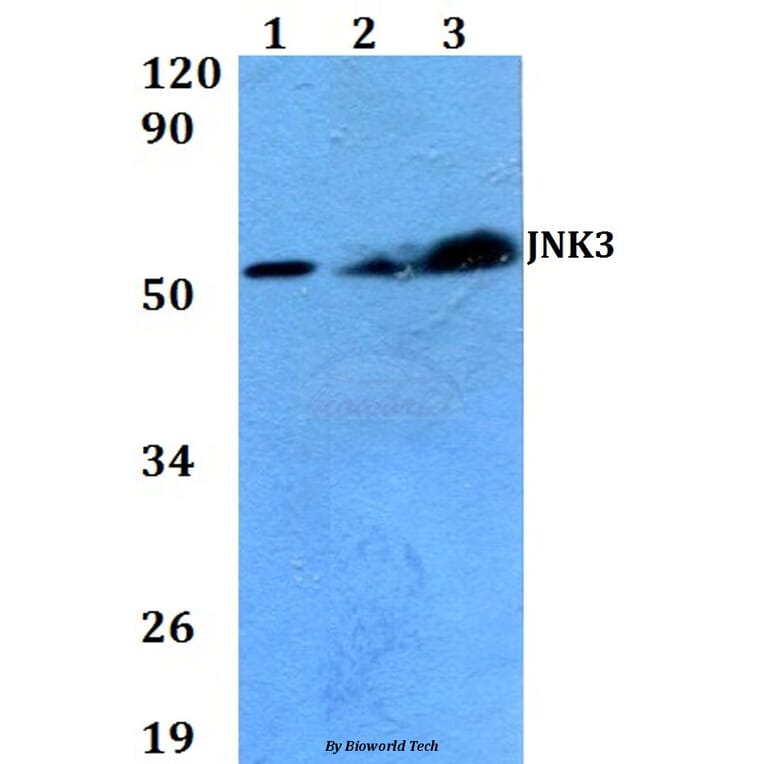 Anti-JNK3 (K391) Antibody from Bioworld Technology (BS2017) - Antibodies.com