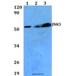 Anti-JNK3 (K391) Antibody from Bioworld Technology (BS2017) - Antibodies.com