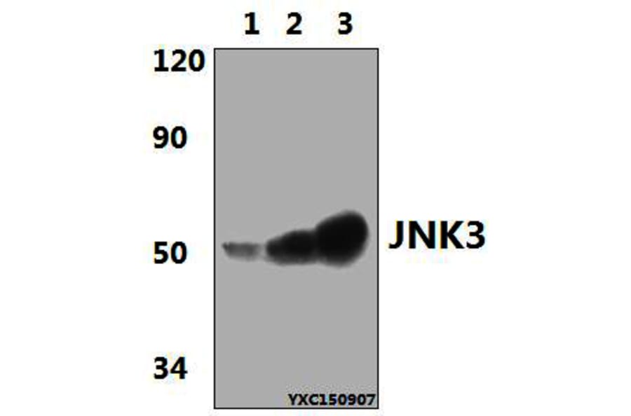 Anti-JNK3 (K391) Antibody from Bioworld Technology (BS2017) - Antibodies.com