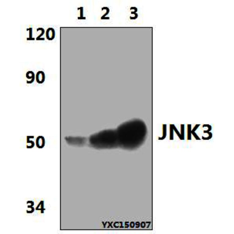 Anti-JNK3 (K391) Antibody from Bioworld Technology (BS2017) - Antibodies.com