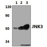 Anti-JNK3 (K391) Antibody from Bioworld Technology (BS2017) - Antibodies.com