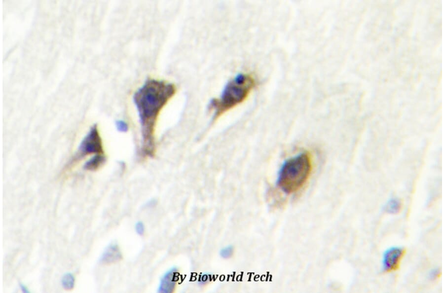 Anti-JNK3 (K391) Antibody from Bioworld Technology (BS2017) - Antibodies.com