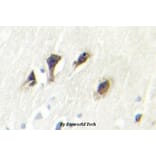 Anti-JNK3 (K391) Antibody from Bioworld Technology (BS2017) - Antibodies.com
