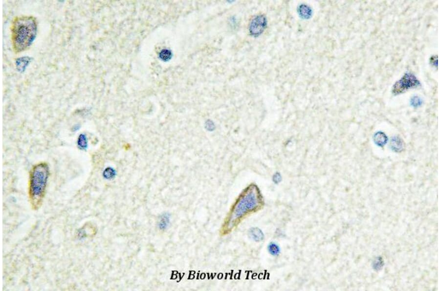 Anti-EphB4 (E601) Antibody from Bioworld Technology (BS2018) - Antibodies.com