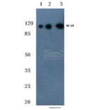 Anti-AF-10 (E237) Antibody from Bioworld Technology (BS2019) - Antibodies.com