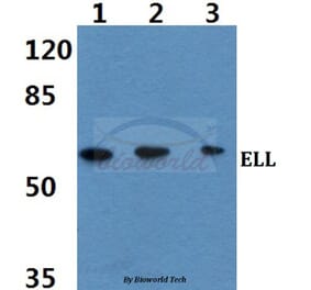 Anti-ELL (D125) Antibody from Bioworld Technology (BS2020) - Antibodies.com