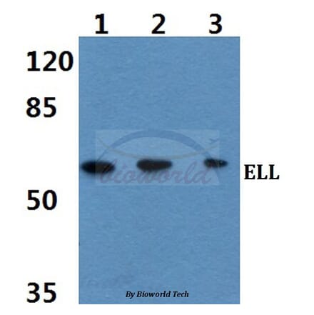 Anti-ELL (D125) Antibody from Bioworld Technology (BS2020) - Antibodies.com