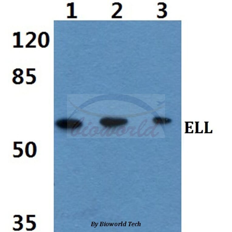 Anti-ELL (D125) Antibody from Bioworld Technology (BS2020) - Antibodies.com