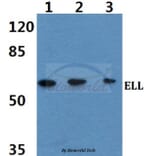 Anti-ELL (D125) Antibody from Bioworld Technology (BS2020) - Antibodies.com