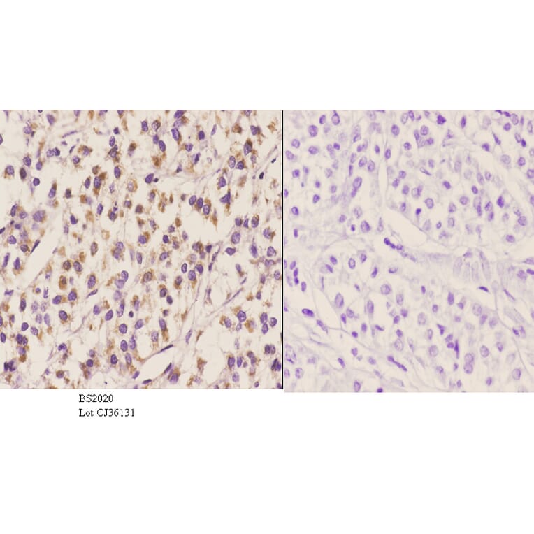 Anti-ELL (D125) Antibody from Bioworld Technology (BS2020) - Antibodies.com