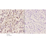 Anti-ELL (D125) Antibody from Bioworld Technology (BS2020) - Antibodies.com