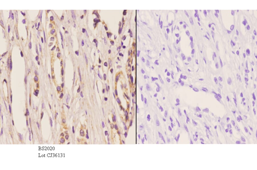 Anti-ELL (D125) Antibody from Bioworld Technology (BS2020) - Antibodies.com
