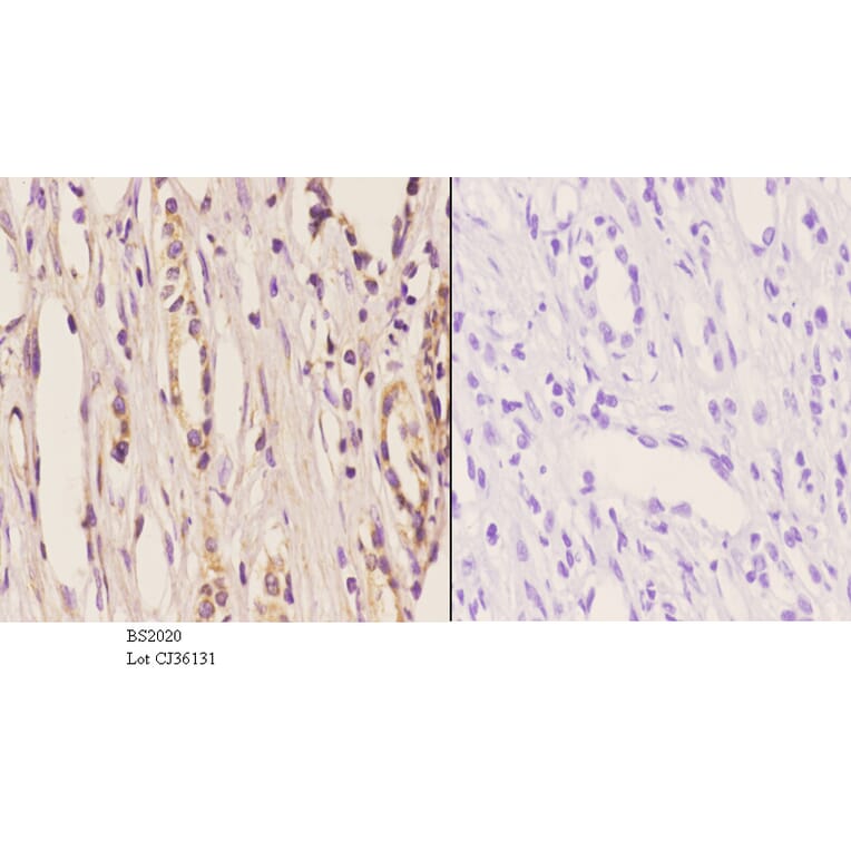 Anti-ELL (D125) Antibody from Bioworld Technology (BS2020) - Antibodies.com