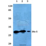 Anti-Dlx-5 (E126) Antibody from Bioworld Technology (BS2022) - Antibodies.com