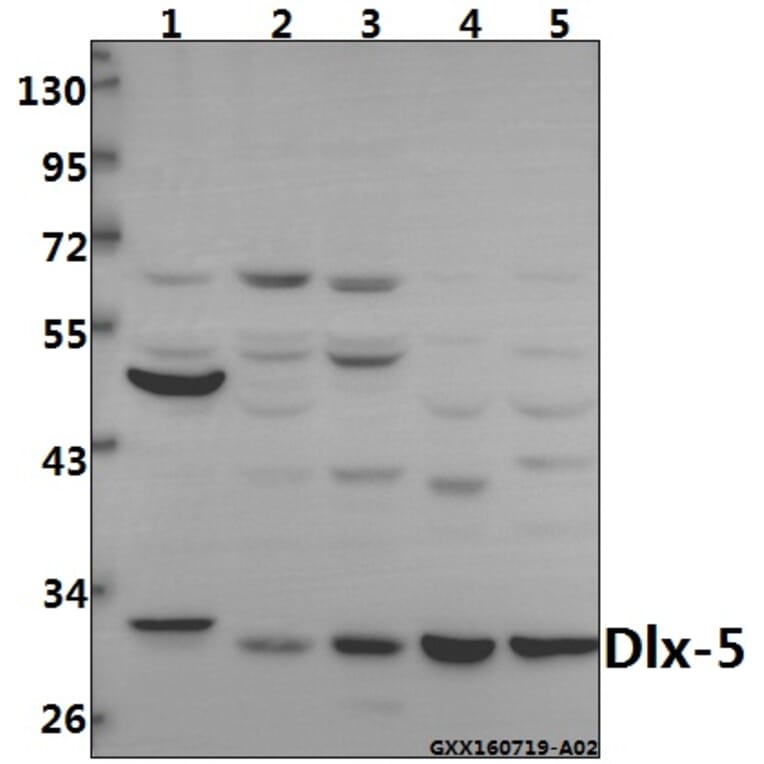 Anti-Dlx-5 (E126) Antibody from Bioworld Technology (BS2022) - Antibodies.com