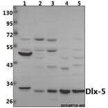Anti-Dlx-5 (E126) Antibody from Bioworld Technology (BS2022) - Antibodies.com