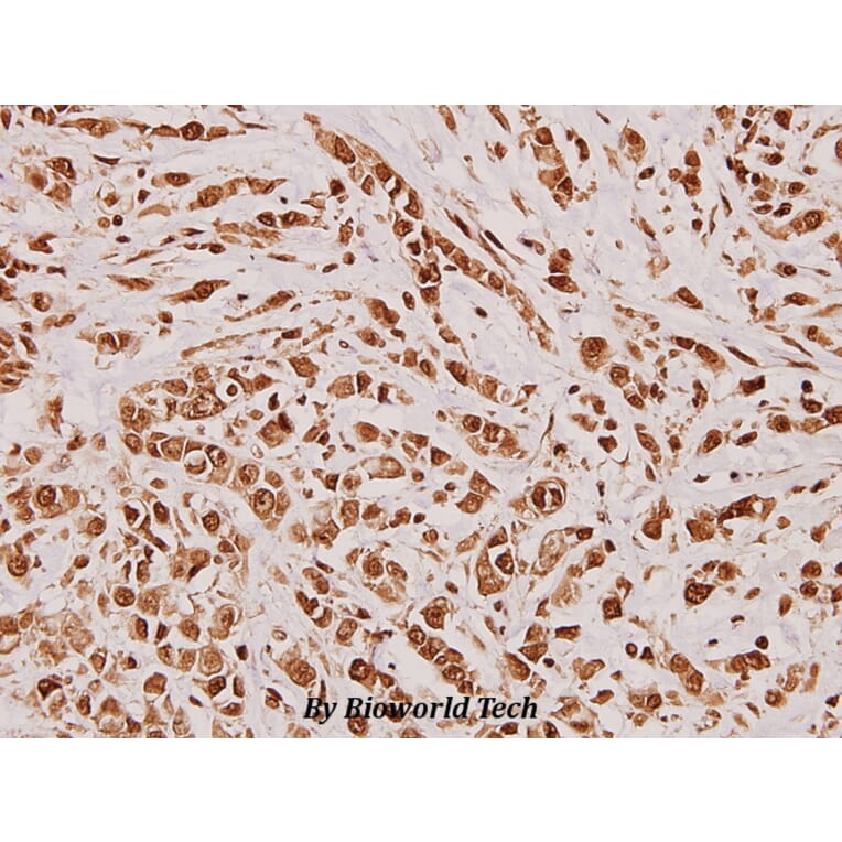 Anti-Dlx-5 (E126) Antibody from Bioworld Technology (BS2022) - Antibodies.com