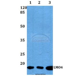 Anti-LMO4 (E138) Antibody from Bioworld Technology (BS2024) - Antibodies.com