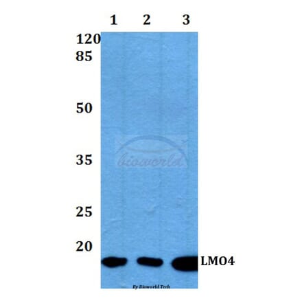 Anti-LMO4 (E138) Antibody from Bioworld Technology (BS2024) - Antibodies.com