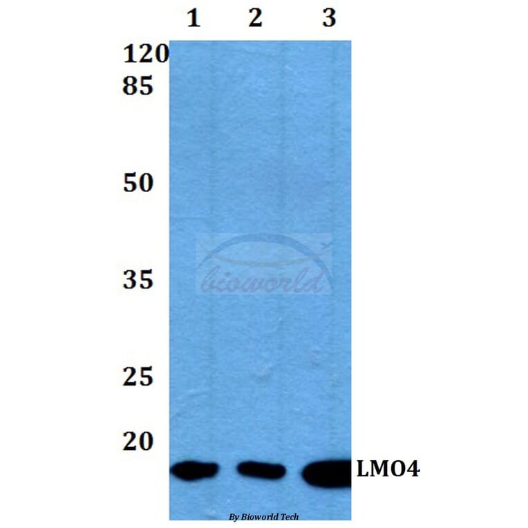 Anti-LMO4 (E138) Antibody from Bioworld Technology (BS2024) - Antibodies.com