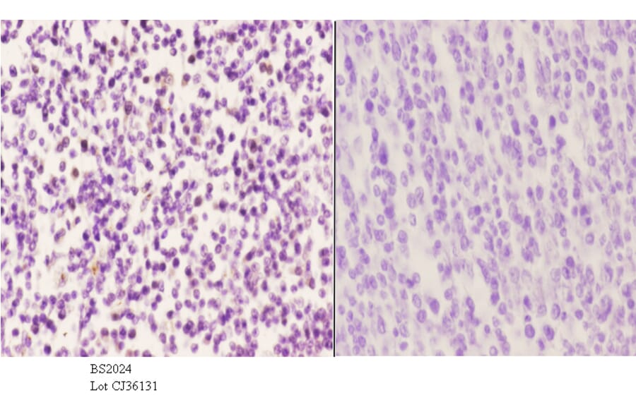 Anti-LMO4 (E138) Antibody from Bioworld Technology (BS2024) - Antibodies.com