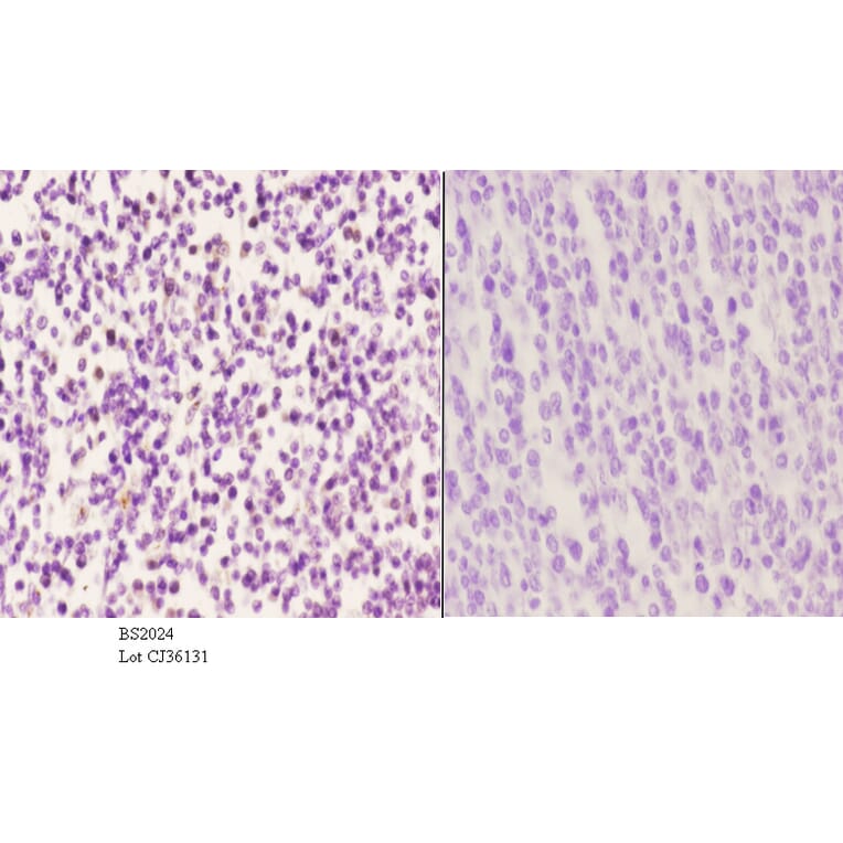Anti-LMO4 (E138) Antibody from Bioworld Technology (BS2024) - Antibodies.com