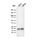 Western Blot - Anti-Superoxide Dismutase 1 Antibody [SOD1/4248] (A250000) - Antibodies.com