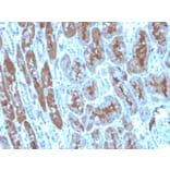 Immunohistochemistry - Anti-Superoxide Dismutase 1 Antibody [SOD1/4248] (A250000) - Antibodies.com