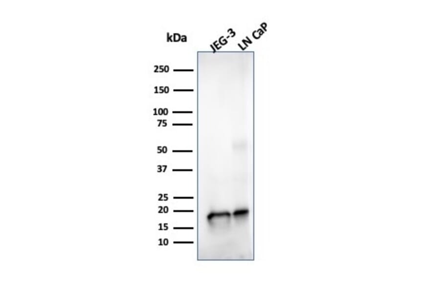 Western Blot - Anti-Superoxide Dismutase 1 Antibody [SOD1/4329] (A250001) - Antibodies.com
