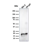 Western Blot - Anti-Superoxide Dismutase 1 Antibody [SOD1/4329] (A250001) - Antibodies.com