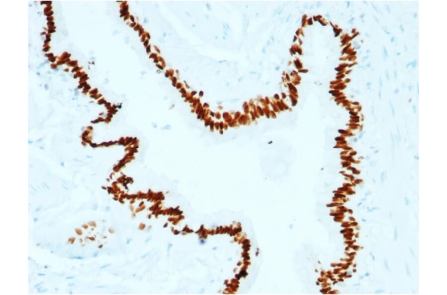 Immunohistochemistry - Anti-SOX2 Antibody [SOX2/1791] (A250002) - Antibodies.com