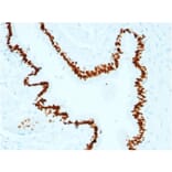 Immunohistochemistry - Anti-SOX2 Antibody [SOX2/1791] (A250002) - Antibodies.com