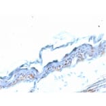 Immunohistochemistry - Anti-SOX2 Antibody [SOX2/1791] (A250002) - Antibodies.com
