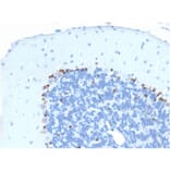 Immunohistochemistry - Anti-SOX2 Antibody [SOX2/1791] (A250002) - Antibodies.com