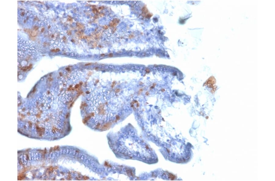 Immunohistochemistry - Anti-SOX2 Antibody [SOX2/1791] (A250002) - Antibodies.com