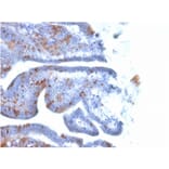 Immunohistochemistry - Anti-SOX2 Antibody [SOX2/1791] (A250002) - Antibodies.com