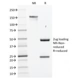 SDS-PAGE - Anti-SOX2 Antibody [SOX2/1791] (A250002) - Antibodies.com