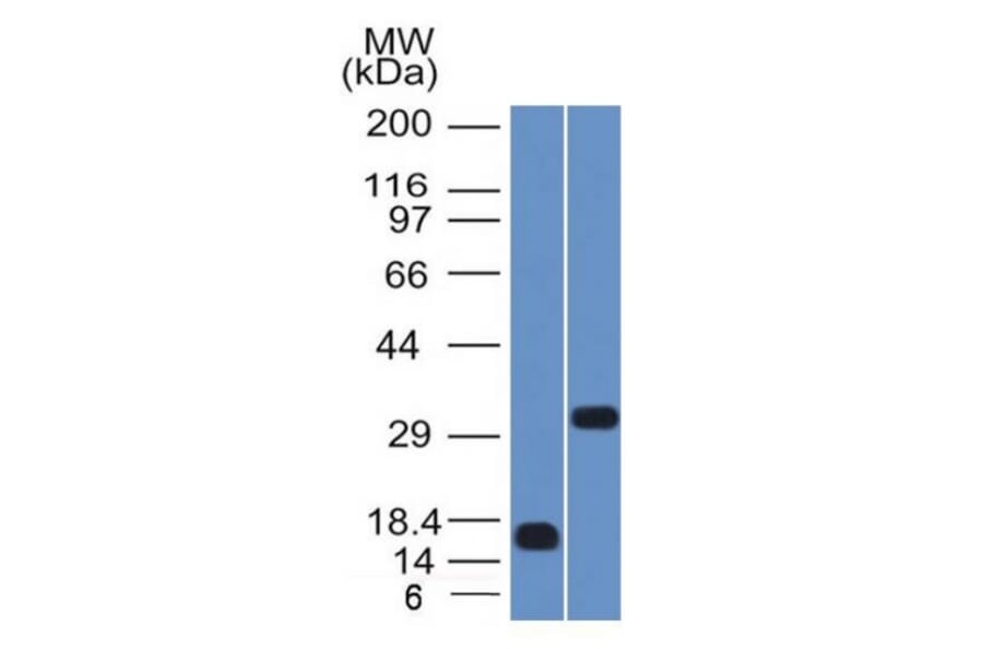 Western Blot - Anti-SOX2 Antibody [SOX2/1792] (A250003) - Antibodies.com