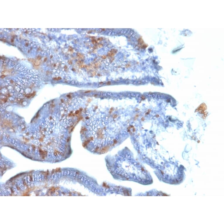 Immunohistochemistry - Anti-SOX2 Antibody [SOX2/1792] (A250003) - Antibodies.com